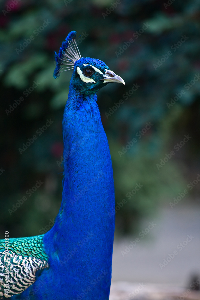 Obraz premium Peacock portrait