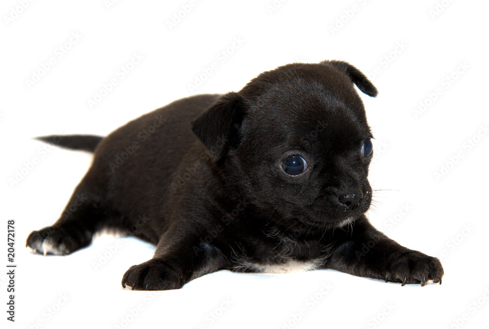 Chihuahua dog on white background Chihuahua dog on white background
