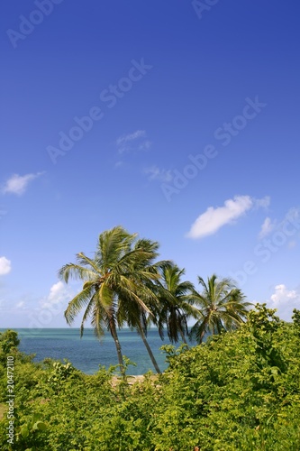 Fototapeta Naklejka Na Ścianę i Meble -  Florida keys tropical park with palm trees