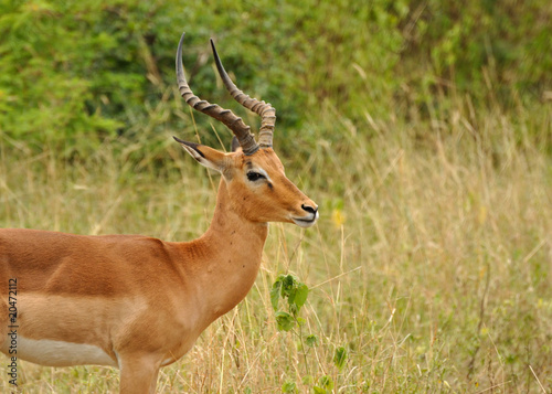 Impalas du Parc Kruger en Afrique du Sud