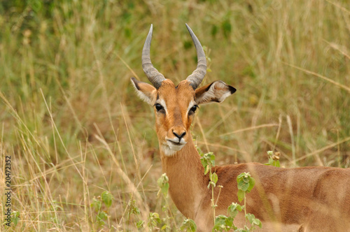 Impalas du Parc Kruger en Afrique du Sud
