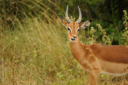 Impalas du Parc Kruger en Afrique du Sud