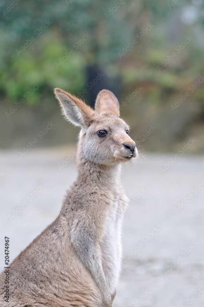 Fototapeta premium カンガルーのポートレート