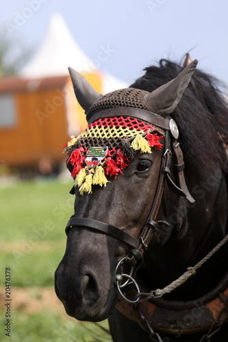 Haflinger-Kreuzung