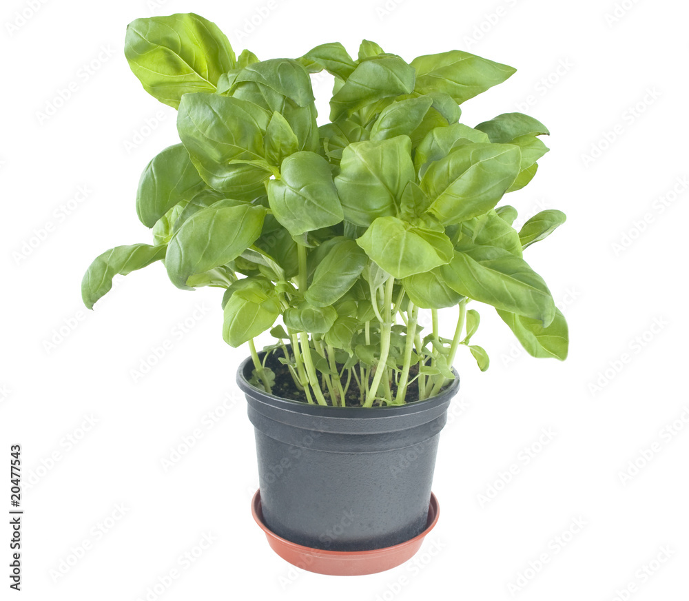 Potted Basil Plant on White