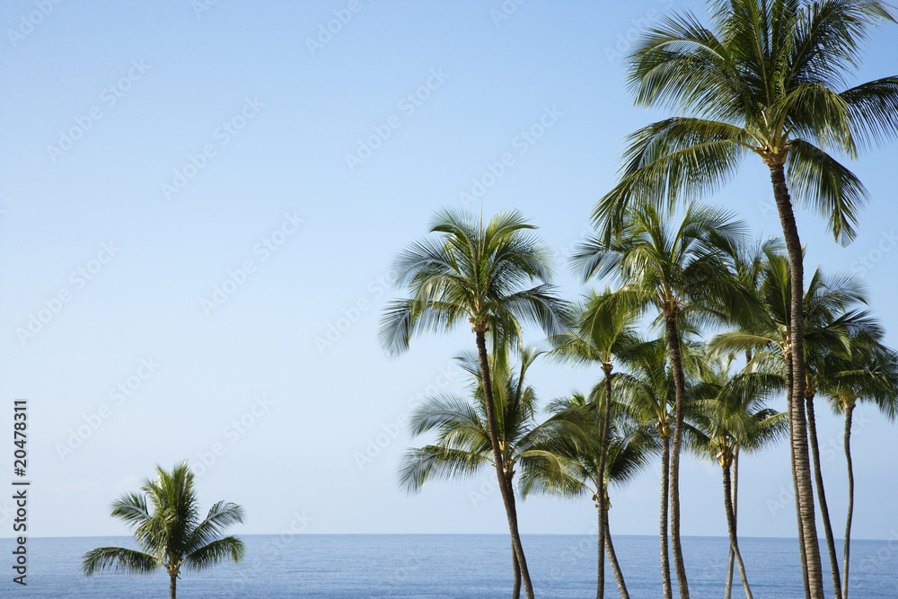 Palm trees and Ocean