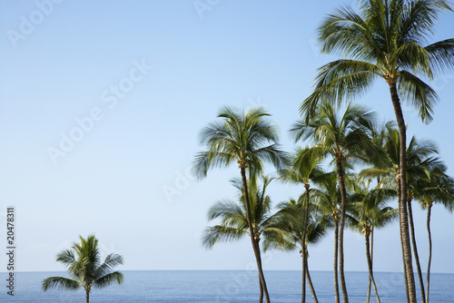 Palm trees and Ocean © iofoto