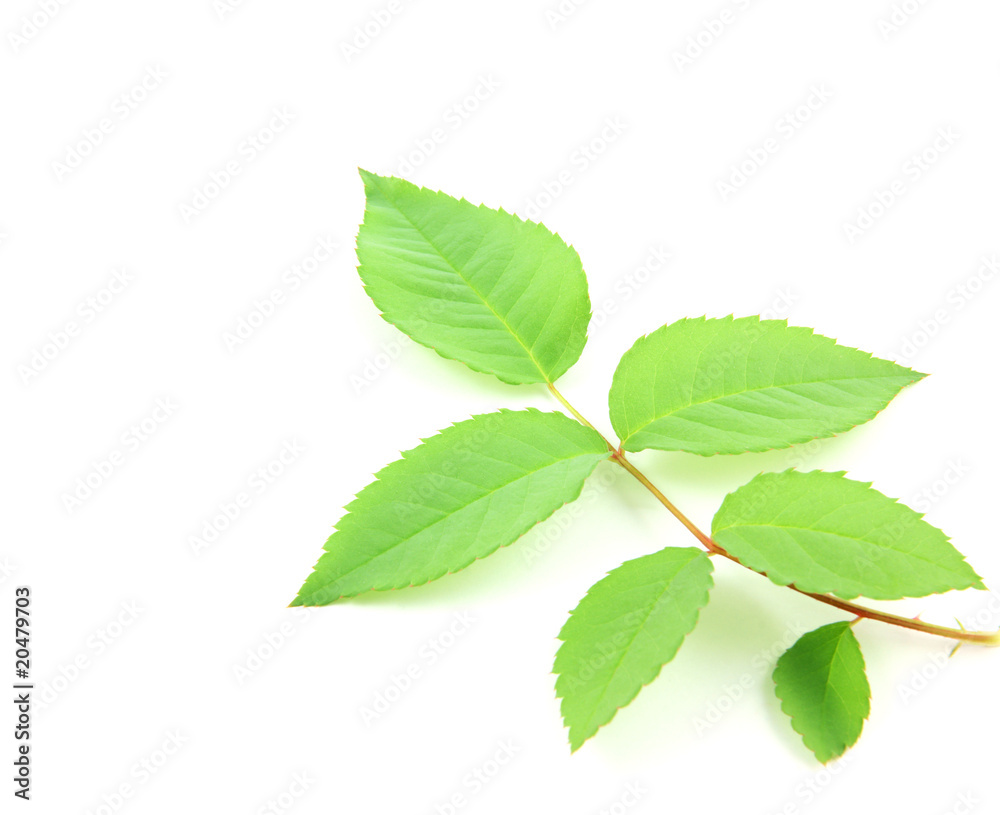 Green rose leaves on white background Green rose leaves on white background