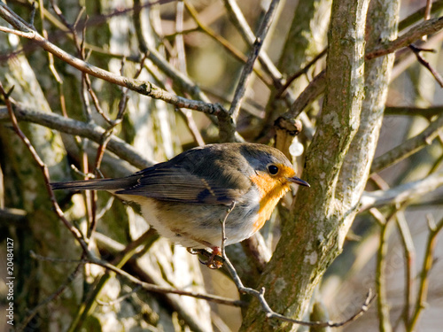 Rouge-gorge familier (erythacus rubecula) photo