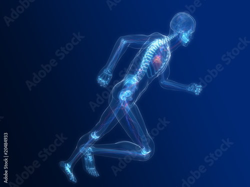 rennendes Skelett mit vaskulärem System