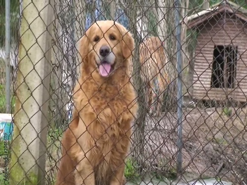 golden retriever in cage