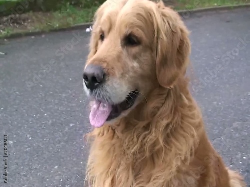 golden retriever