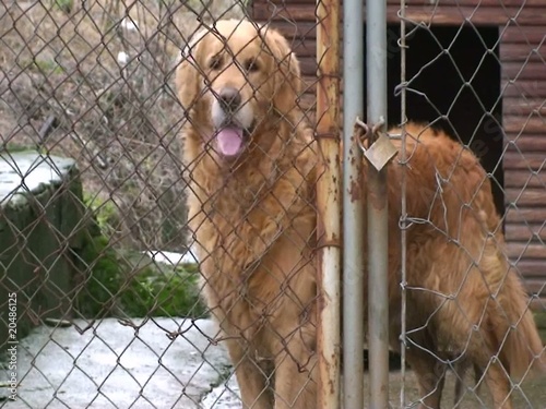 good boy
