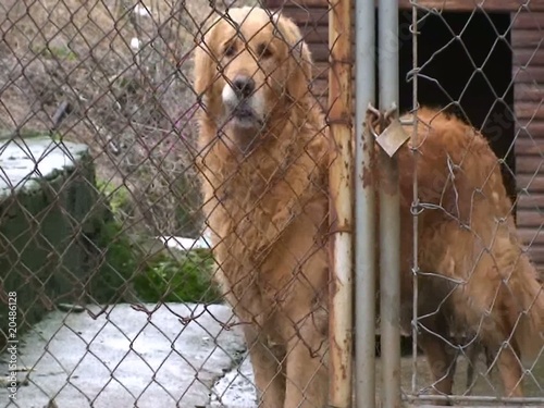 smart dog