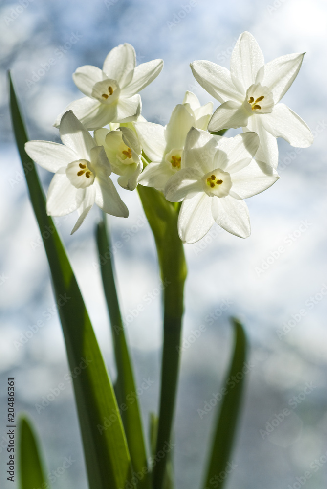 Obraz premium White Narcissus Blooming in the Sun