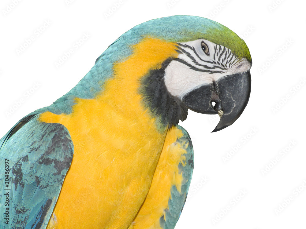 Obraz premium Parrot