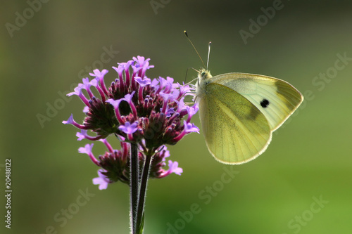 Cabbage White