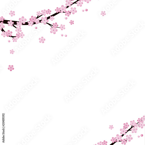 cherry blossoms © A. Dudy