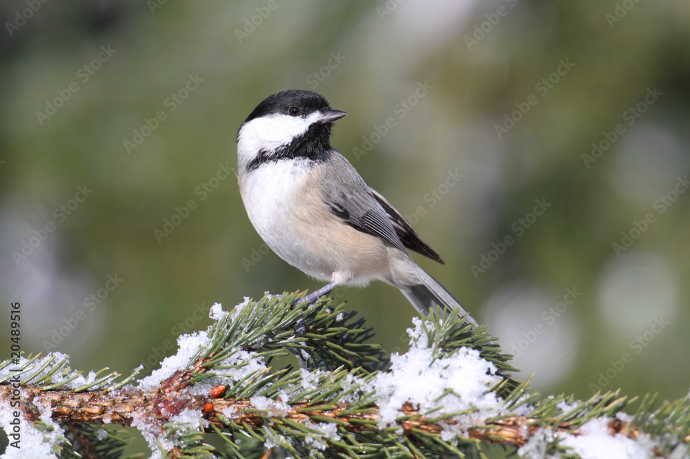 Chickadee on a branch with snow Chickadee on a branch with snow