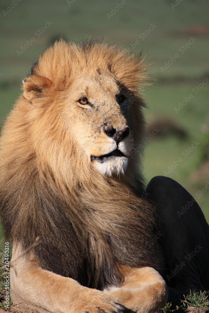 Portrait of a lion