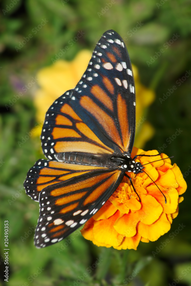 Obraz premium Monarch Butterfly