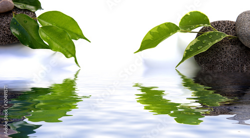 Canvas Print décor zen jardin japonais, eau minéral végétal, fond blanc