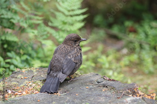 Blackbird Juvenile