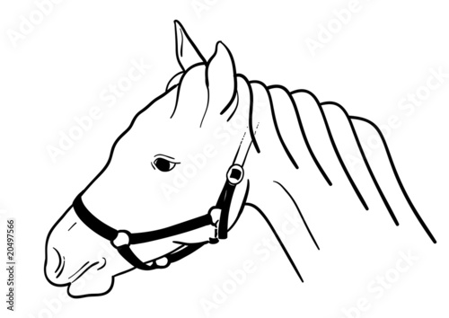 horse head