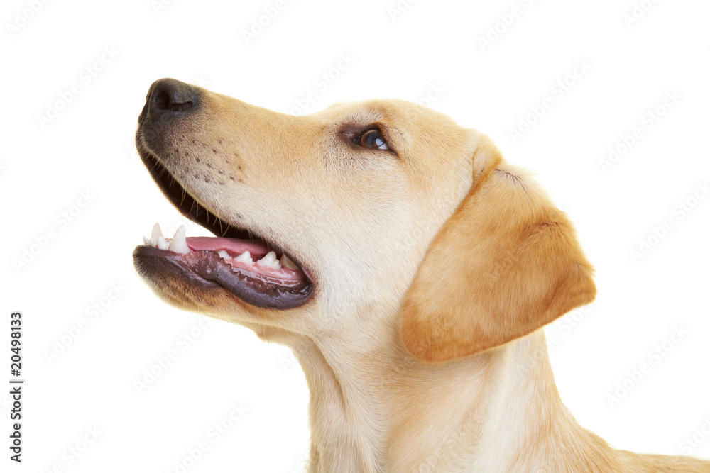 Labrador Retriever im Profil Labrador Retriever im Profil