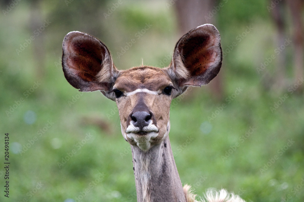 kudu female