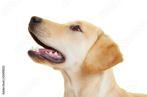 Labrador Retriever im Profil