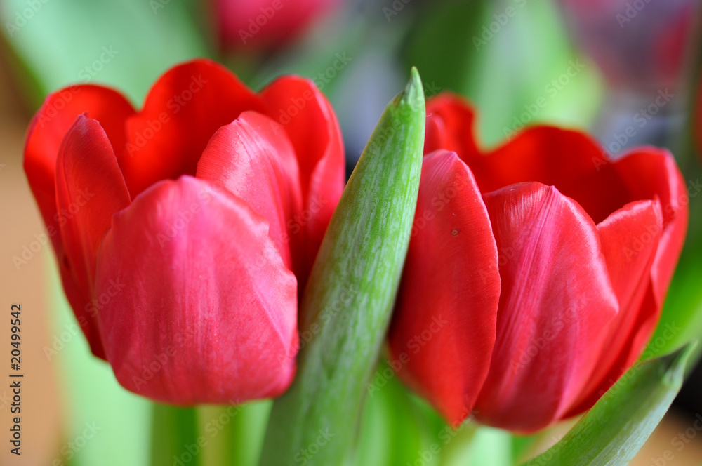 Naklejka premium Tulipany