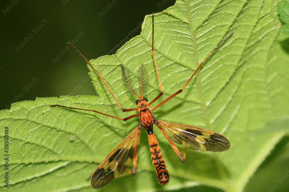 insects insects