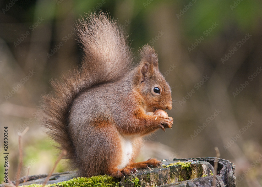 Red Squirrel eating a Hazelnut Red Squirrel eating a Hazelnut