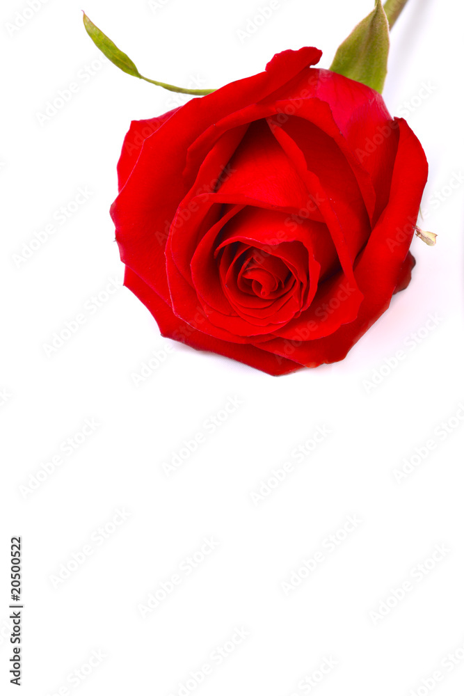 red rose on the white isolated background red rose on the white isolated background