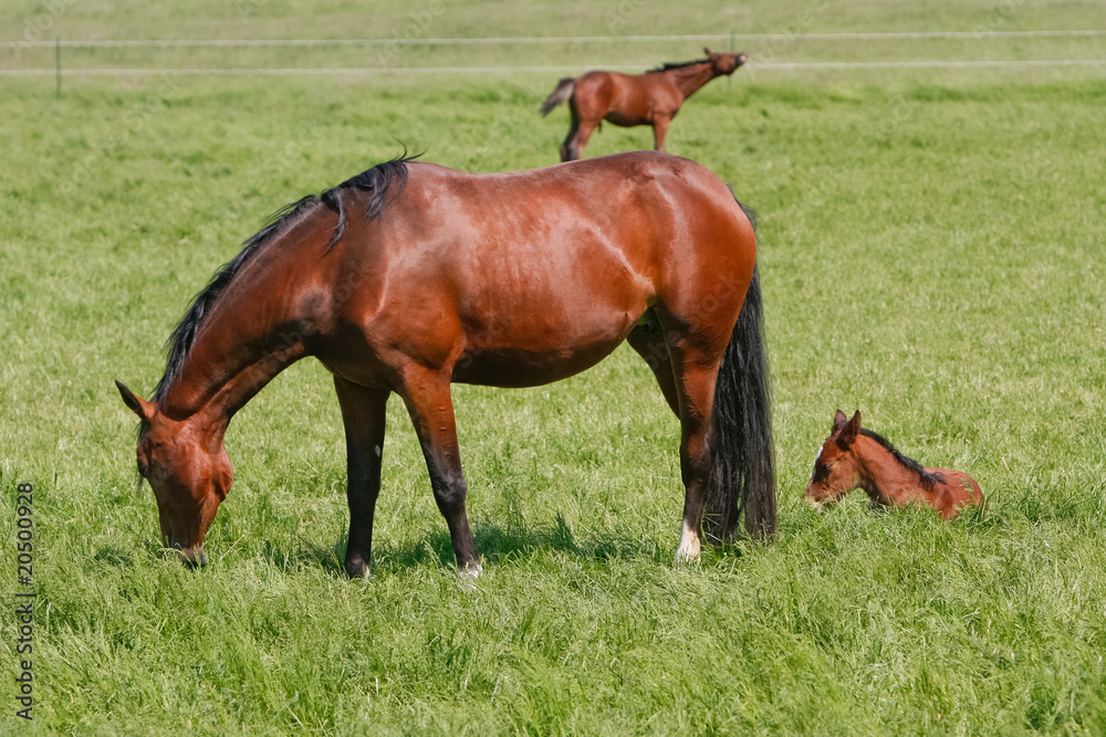 Fototapeta premium Stute und Fohlen im Gras