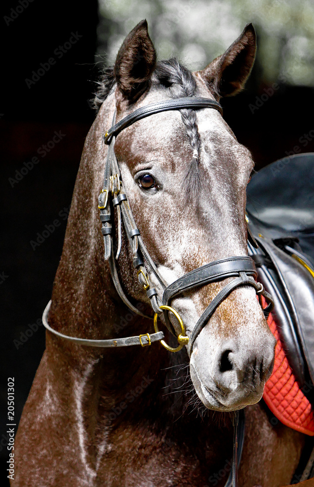Fototapeta premium Pferd