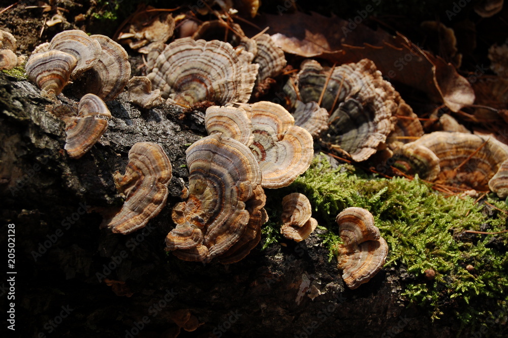 Woodland mushrooms