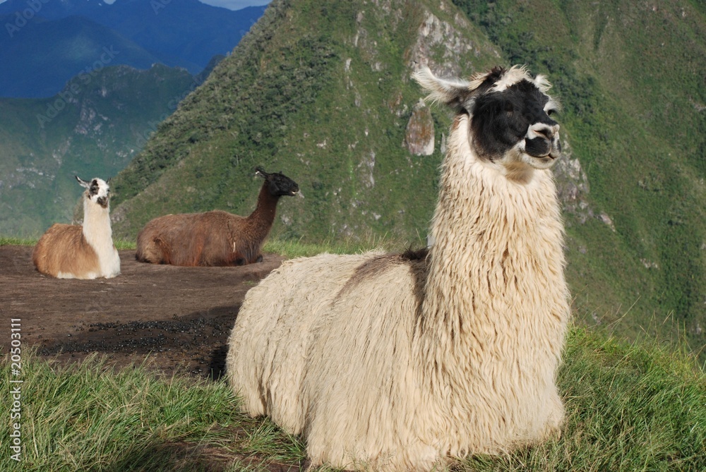Fototapeta premium Llamas enjoying morning sun at Machu Picchu in Peru