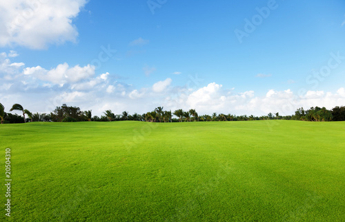 trees and green field of grass