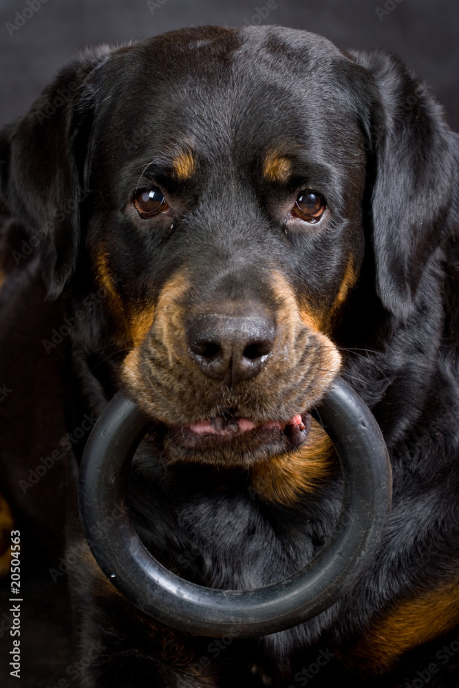 Fototapeta premium Dog of breed a Rottweiler with a ring in a mouth.