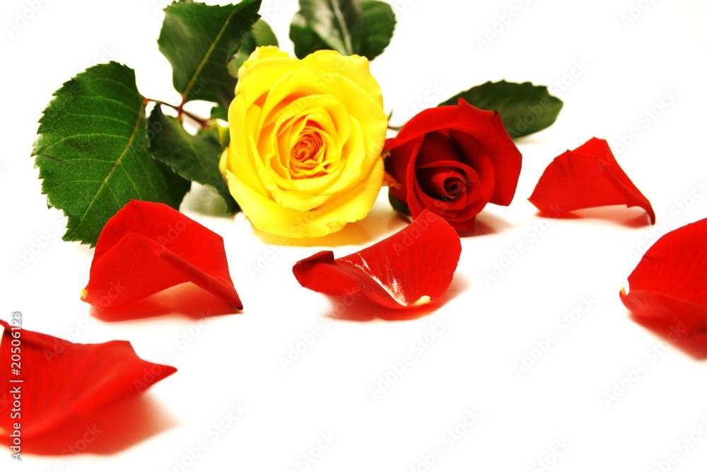 Rosen und Blüten Rosen und Blüten