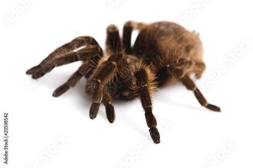 Tarantula spider on white background