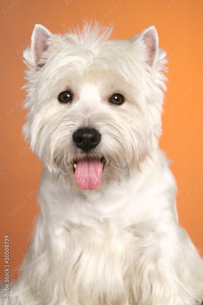 West haigland white terrier poising on studio