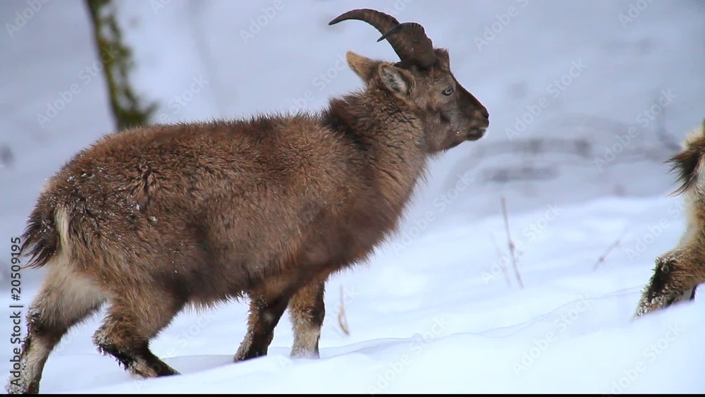 Steinbock Steinbock