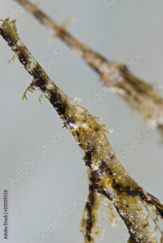 Fuzzy Ghost Pipefish (Solenostomus sp) photo