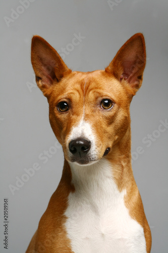 A portret of a basenji dog © Farinoza