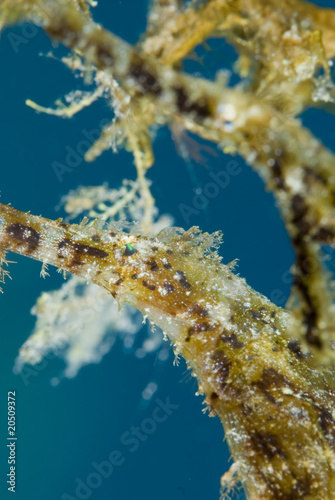 Fuzzy Ghost Pipefish (Solenostomus sp)