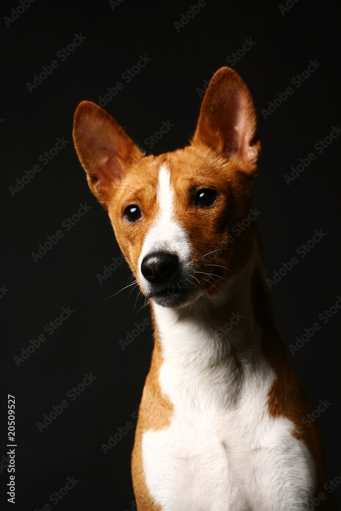 Sad basenji on black background