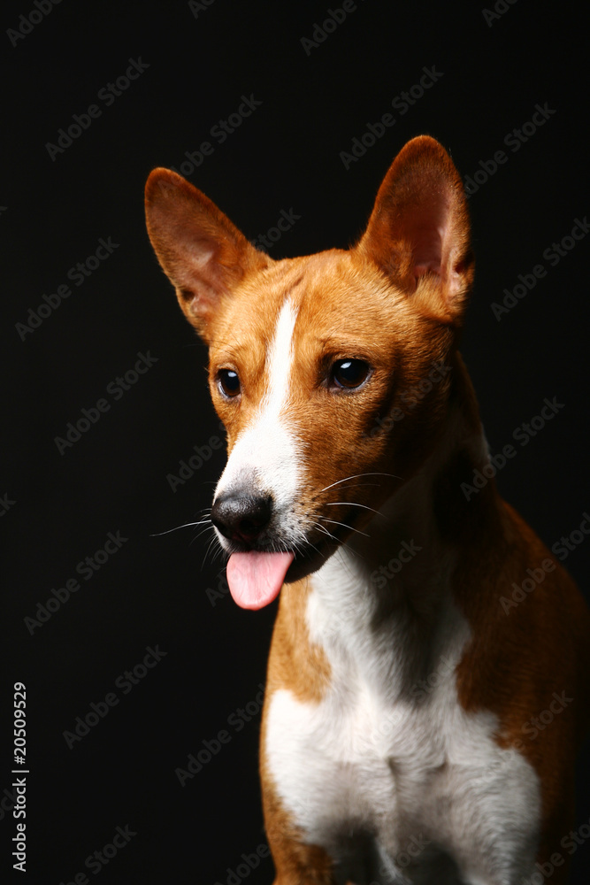 Fanny basenji dog with tongue